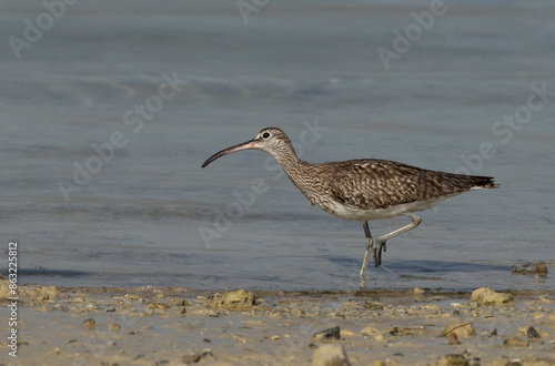 Whimbrel in the morning hours at mameer coast during low tide, Bahrain © Dr Ajay Kumar Singh