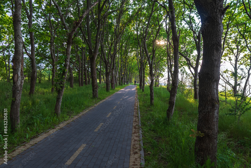 Bicycle path along the sea. A bicycle path in the woods. Bicycle path along the sea. A bicycle path in the woods.