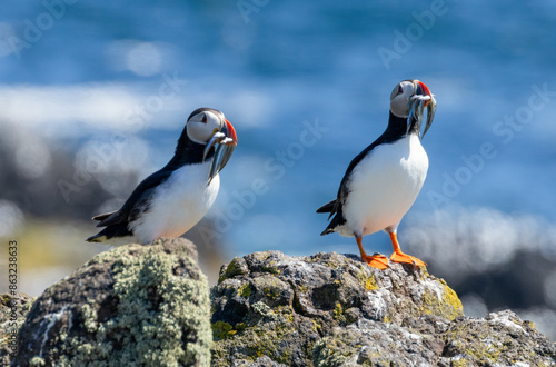 Foto Atlantic puffin displaying on a rock with a beakfull of sand eels during breedin