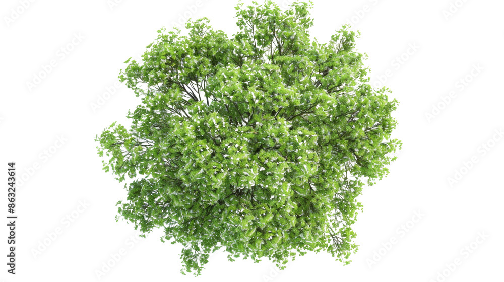 Obraz premium European Ash tree with flowers Top View on transparent background