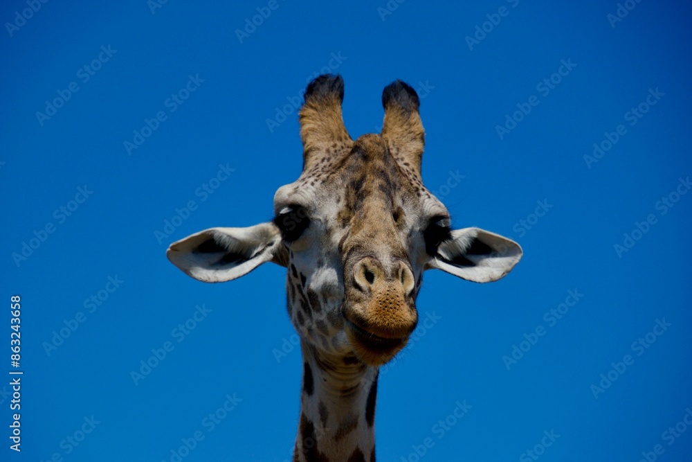 Naklejka premium Giraffe closeup