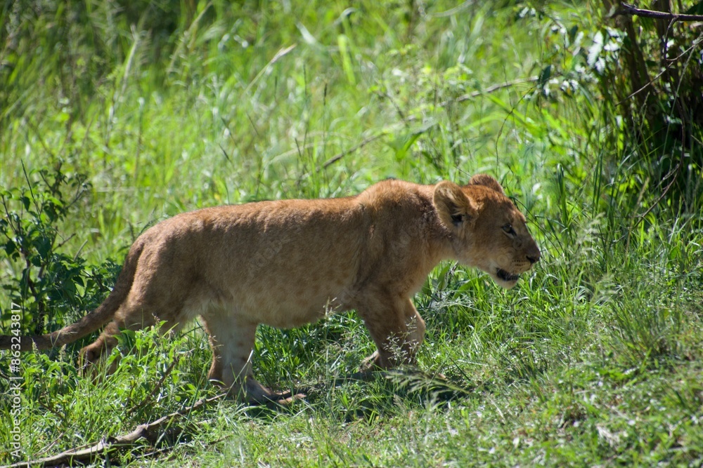 Naklejka premium lion cub in the grass