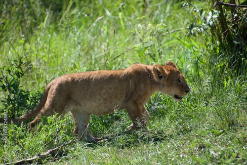 lion cub in the grass