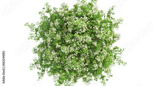 European Ash tree with flowers Top View on transparent background