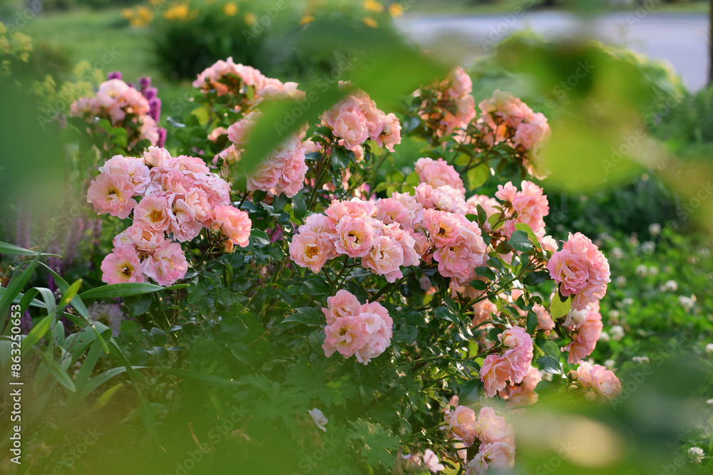 Carta da parati Pink coral peach colour floribunda rose bush in a summer garden with selective f