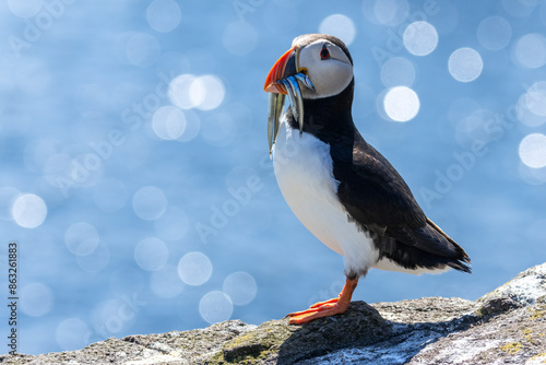 Cuadro en lienzo Atlantic puffin with sand eels in beak
