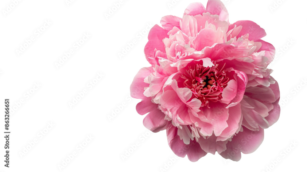 Pink peony on transparent background Pink peony on transparent background