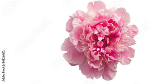 Pink peony on transparent background