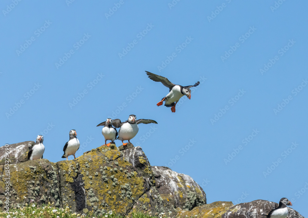 Atlantic puffins in flight on the isle of may during breeding season Atlantic puffins in flight on the isle of may during breeding season