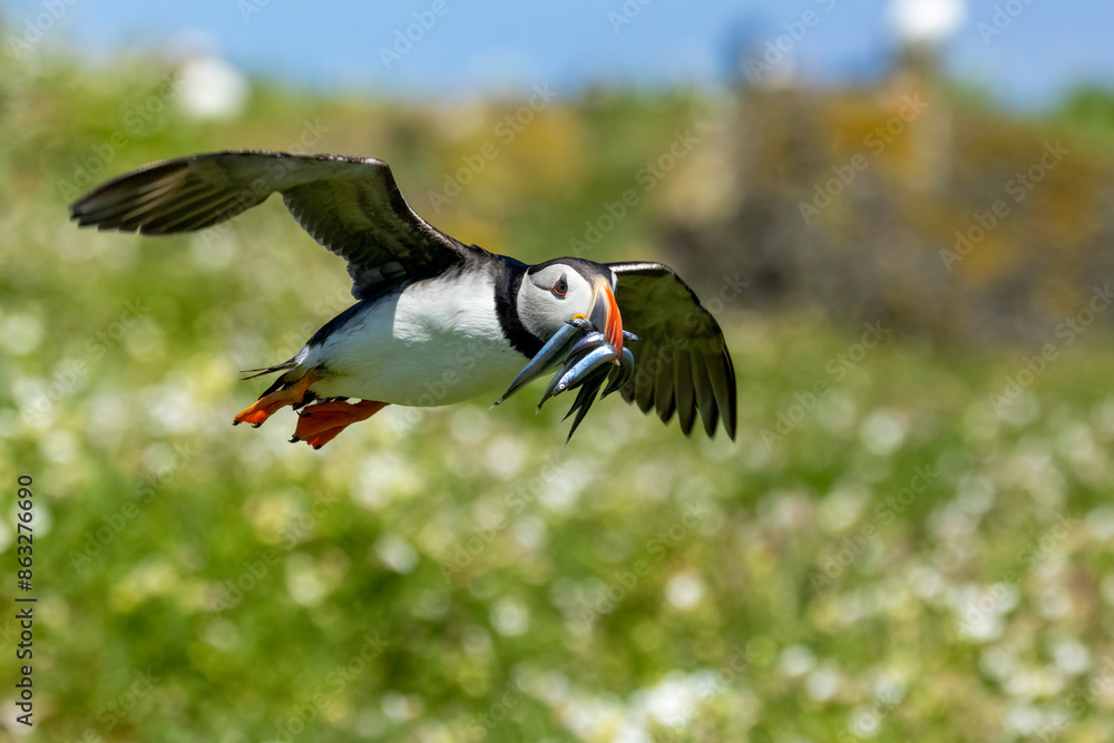 Atlantic puffins in flight on the isle of may during breeding season Atlantic puffins in flight on the isle of may during breeding season