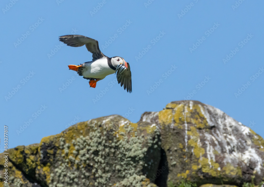 Atlantic puffins in flight on the isle of may during breeding season Atlantic puffins in flight on the isle of may during breeding season