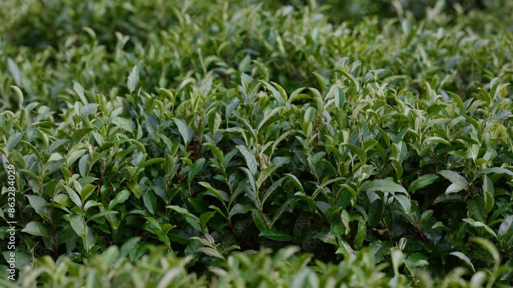 Tea leaves. Young green leaves on the tea bush close up. Tea bush on plantations in morning light. Raw materials for tea production plantations in the mountains. Slow motion video ProRes 422 10 bit Tea leaves. Young green leaves on the tea bush close up. Tea bush on plantations in morning light. Raw materials for tea production plantations in the mountains. Slow motion video ProRes 422 10 bit