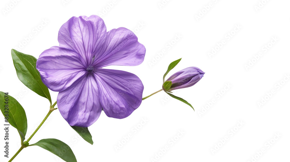 Purple Flower With Green Leaves on transparent background Purple Flower With Green Leaves on transparent background