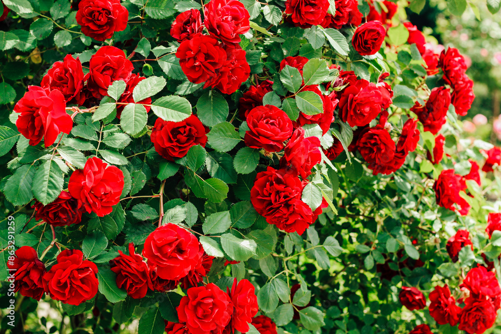 red peony climbing rose bush close-up in botanical garden, rose background red peony climbing rose bush close-up in botanical garden, rose background