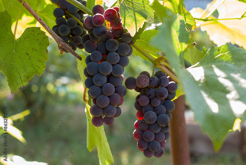 Fototapeta premium Fresh natural blue bunch of grapes in sunlight.