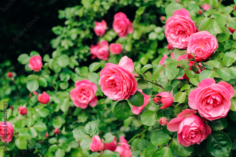 Fototapeta premium pink peony climbing rose bush close-up in botanical garden, rose background