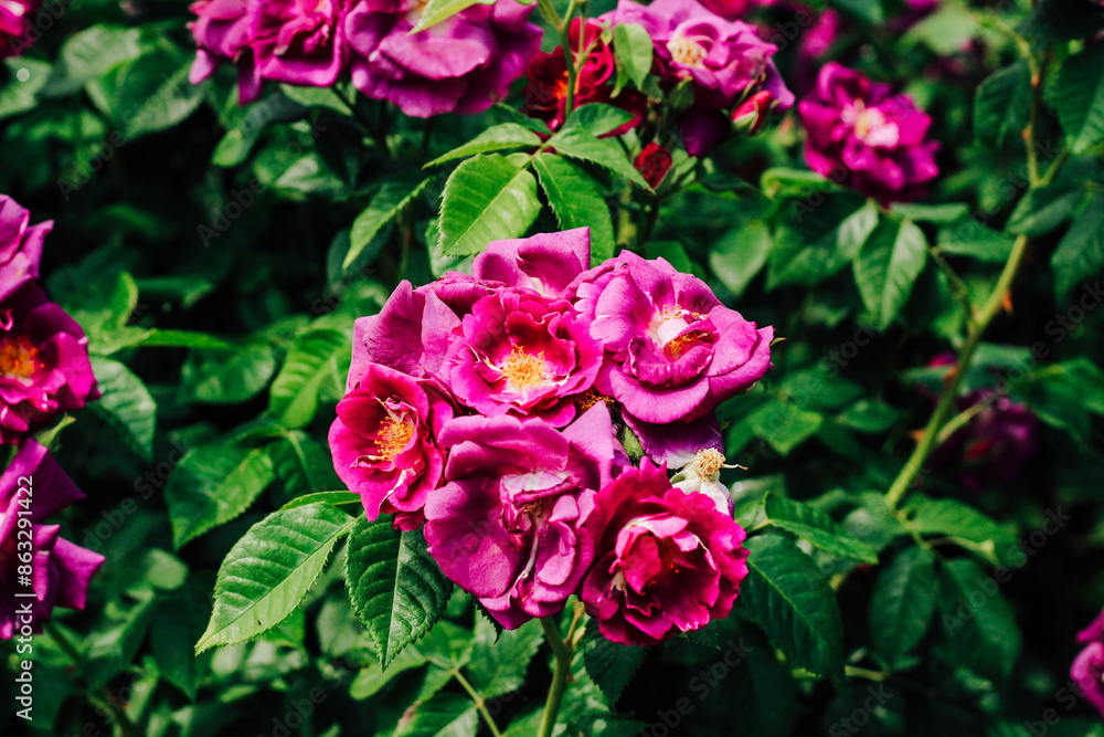 purple rose climbing rose bush close-up in botanical garden, rose background purple rose climbing rose bush close-up in botanical garden, rose background