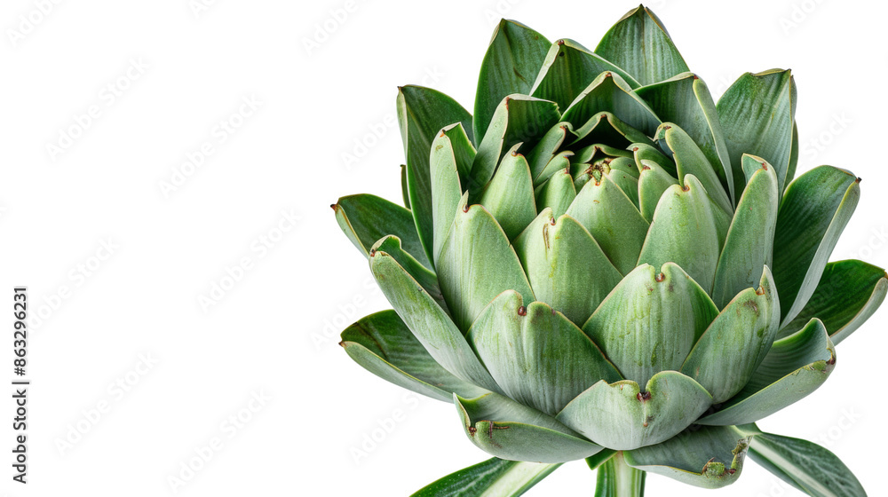 Artichoke on white background Artichoke on white background