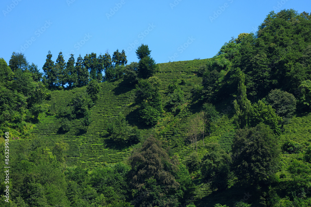 view from the mountain to the valley and tea plantations, in Turkey view from the mountain to the valley and tea plantations, in Turkey