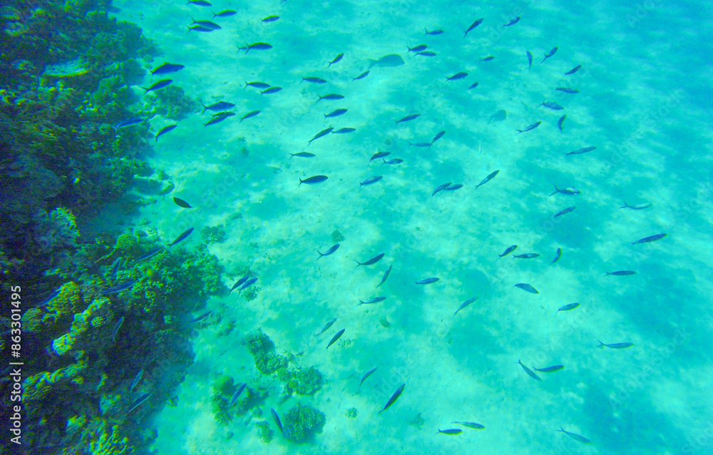Fototapeta premium coral reef with fish for banner background. underwater world of the red sea in sahl hishish for background