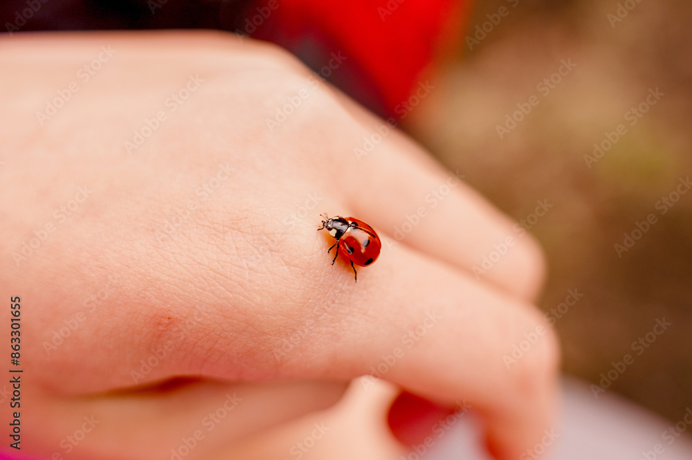 Close-up of ladybug crawling on child's hand, Biodiversity in insect life and garden ecology. Childhood wonder and connection with nature Close-up of ladybug crawling on child's hand, Biodiversity in insect life and garden ecology. Childhood wonder and connection with nature