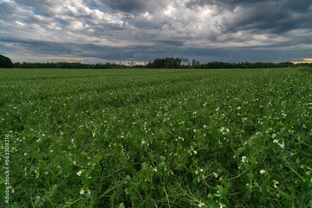 a blooming pea field a blooming pea field
