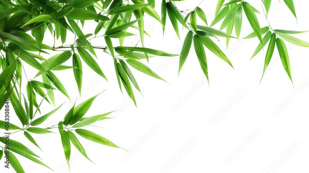 Bamboo leaves on a white background with isolation Bamboo leaves on a white background with isolation