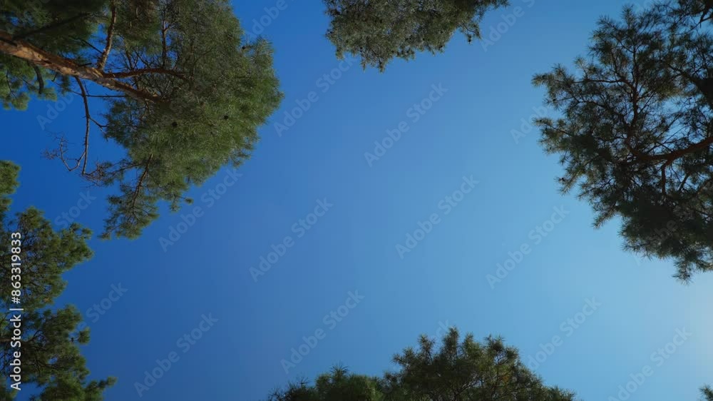 View on trees in pine-spruce forest at evening POV shot View on trees in pine-spruce forest at evening POV shot
