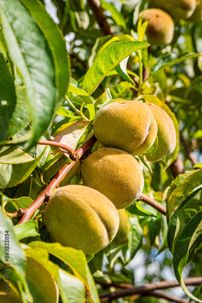 fresh and juicy peach ripening on a peach tree branch fresh and juicy peach ripening on a peach tree branch