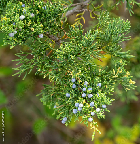 The pale blue berries of the native tree, Virginia juniper, Juniperus virginiana. A native tree, also known as eastern red cedar. Summer. Stone Mountain State Park, NC.