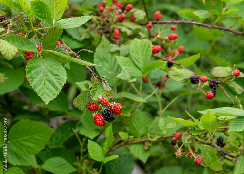 Fotografie A thicket of blackberries with many red and black fruits in various stages of ripeness, with leaves, stems, and thorns