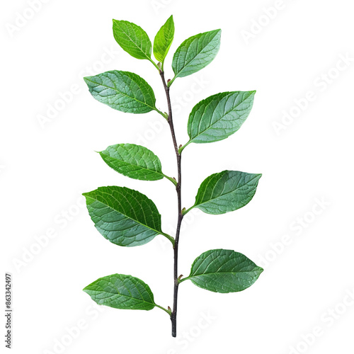 green leaf isolated on white background