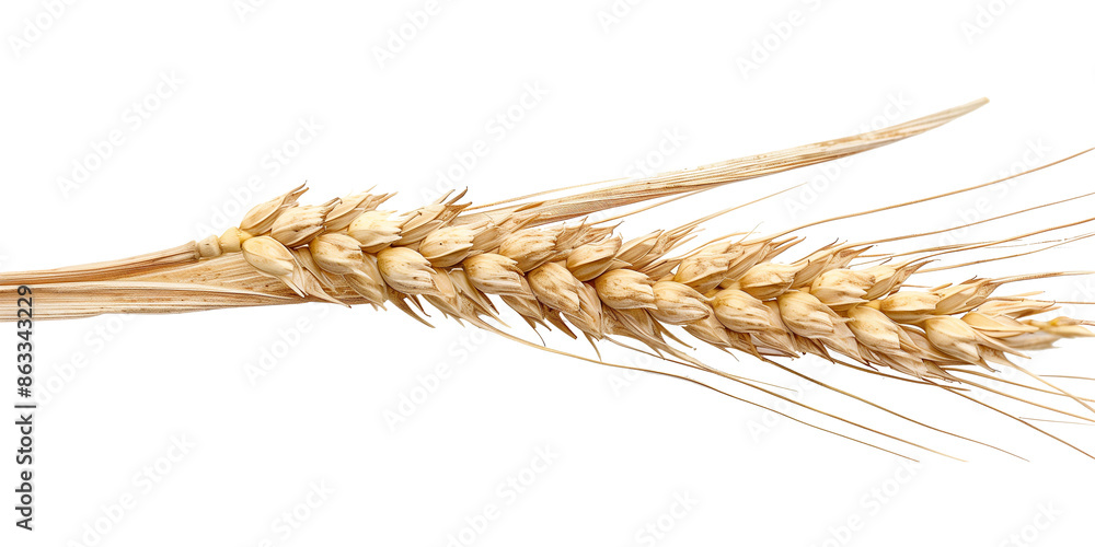 wheat isolated on transparent or white background wheat isolated on transparent or white background