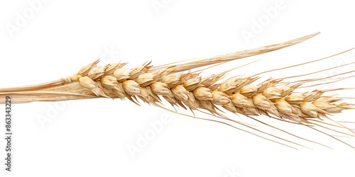 wheat isolated on transparent or white background