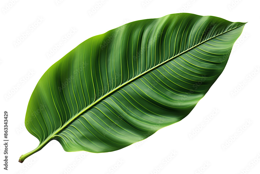 Fototapeta premium green leaf isolated on white