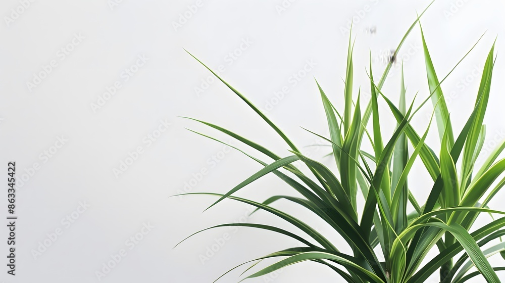 Close-up of plant against white background Close-up of plant against white background