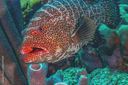 tiger grouper,Mycteroperca tigris, marine, ray-finned, fish, photo