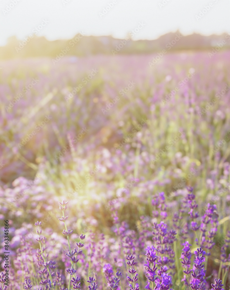 Obraz premium Lavender bushes closeup. Blossom lavender field