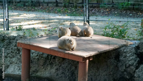 Tableau sur toile Prairie dogs in cages at Ueno Zoo, Japan