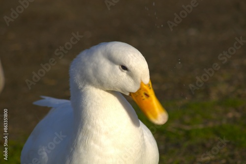 white duck head with yellow beak 