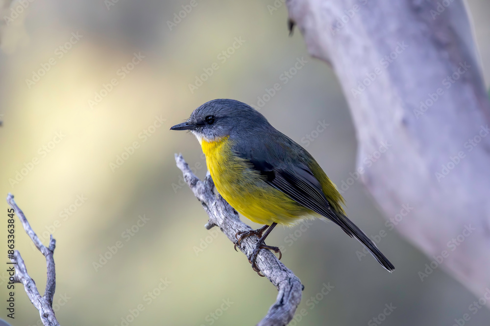 Australian Eastern Yellow Robin perched on tree branch Australian Eastern Yellow Robin perched on tree branch