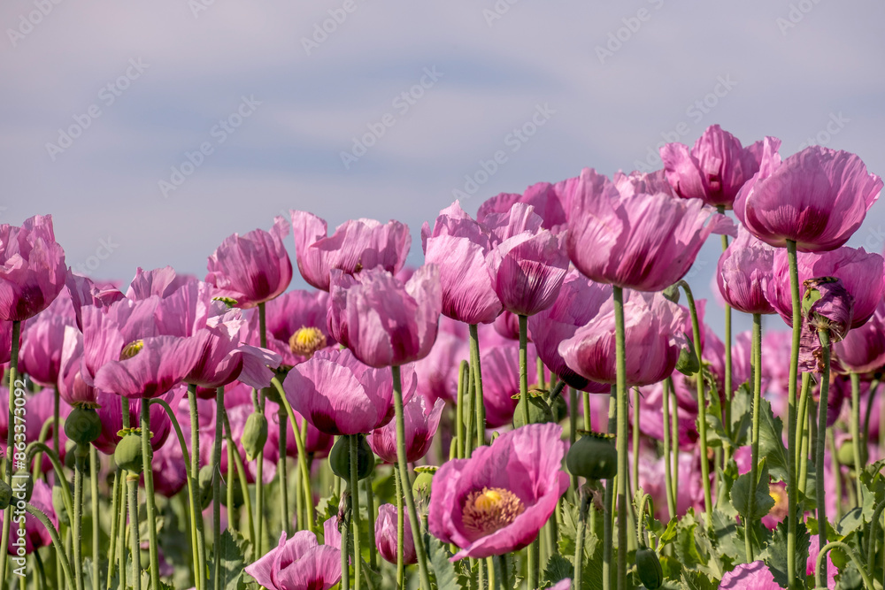 Obraz premium Schlafmohnfeld (Papaver somniferum), Anbau von Speisemohn, Mohnfeld