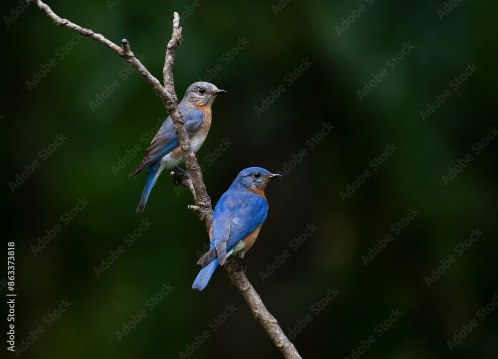 Male and female bluebirds perched on a lone branch with muted background