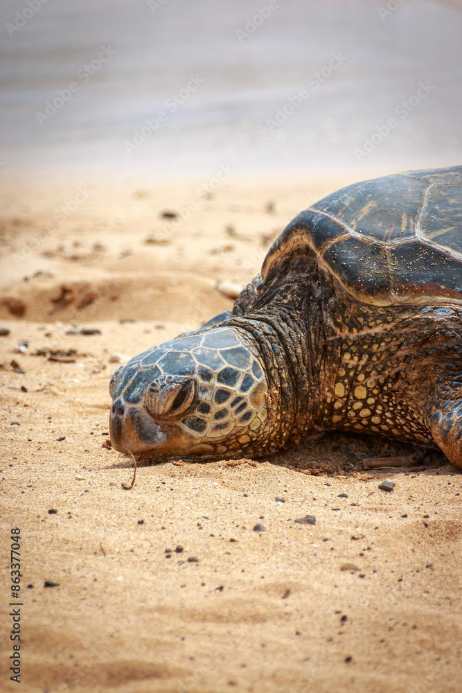 Obraz premium One basking Hawaiian green sea turtle at Poipu Beach on the island of Kauai, Hawaii, USA