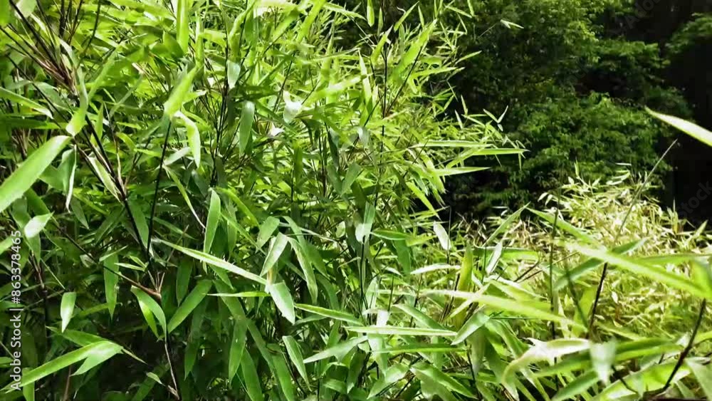 Green bamboo in bowls in a garden center.Plant nursery assortment.Green leafy background in the wind.Buying plants from a nursery. Green bamboo in bowls in a garden center.Plant nursery assortment.Green leafy background in the wind.Buying plants from a nursery.
