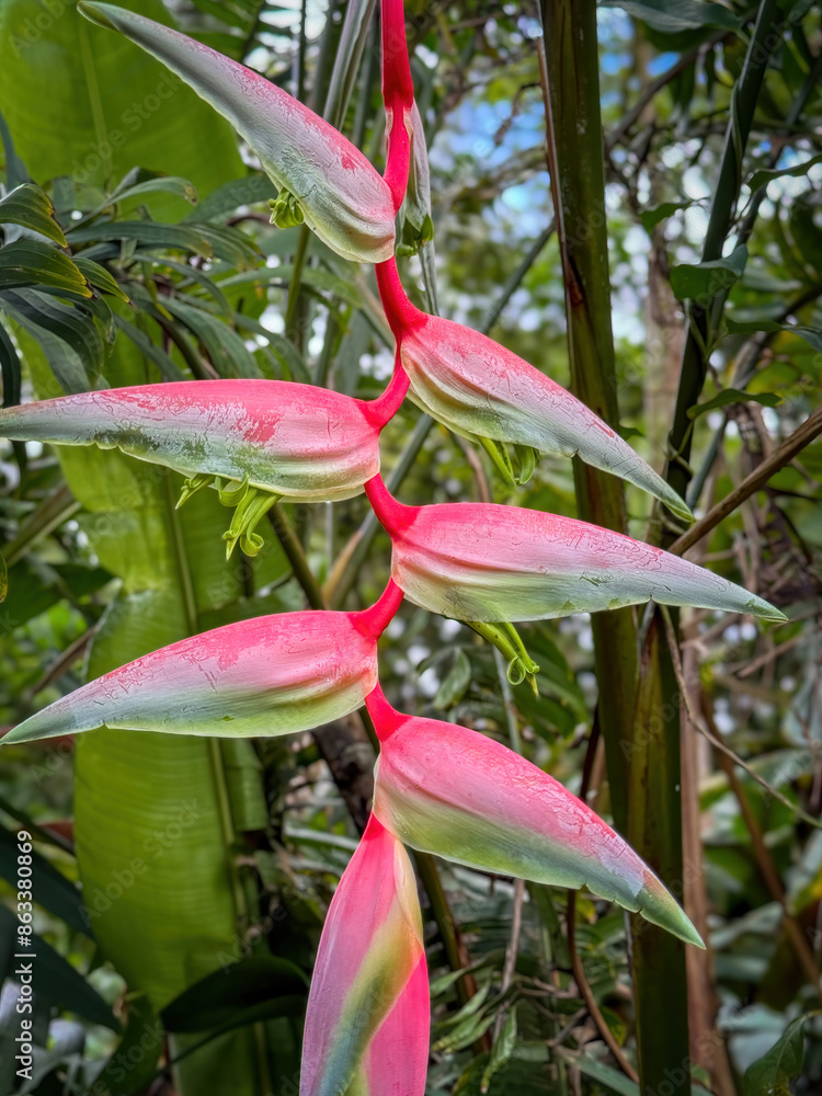 Φωτογραφία Blooming heliconia rostrata plant at Hoʻomaluhia Botanical Garden on the Hawaiia