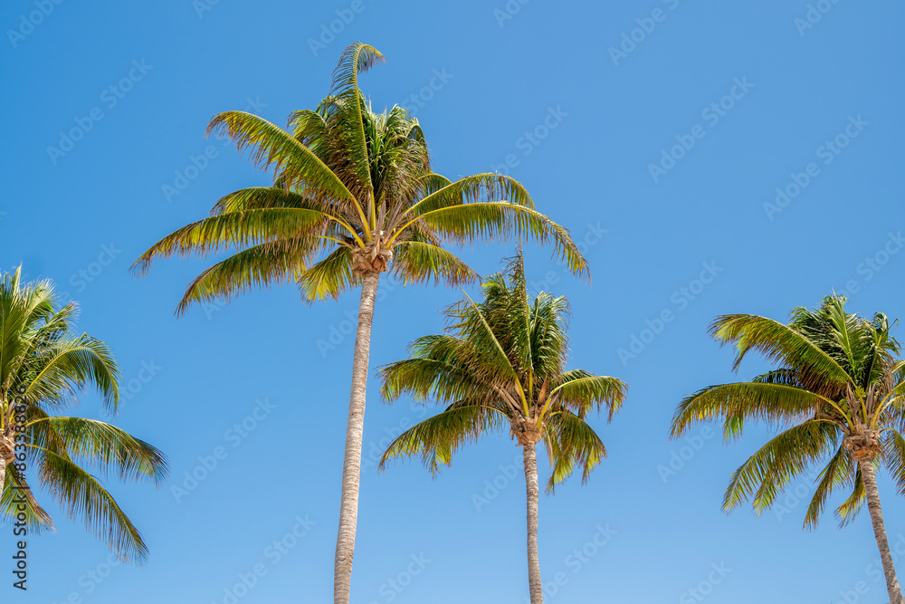 Palmeras y cielo azul Palmeras y cielo azul