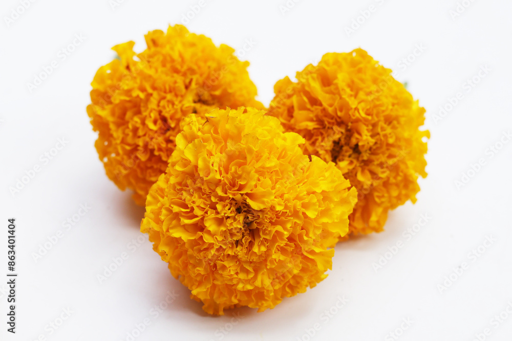 Beautiful golden yellow marigold flowers