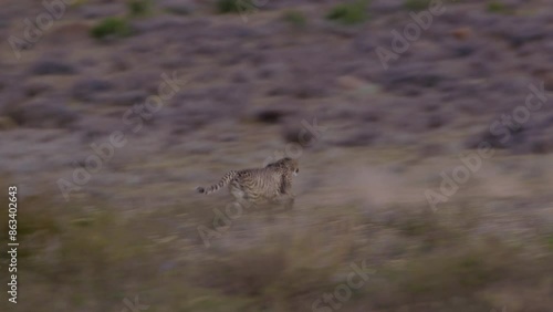 Cheetah Attacks and Takes Down a Blesbok in South African Savanna