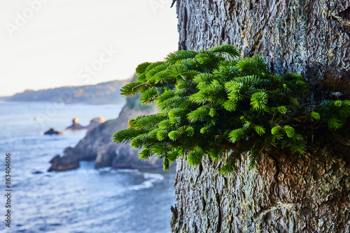 Vibrant Pine Needles on Rugged Tree Trunk with Coastal Background photo